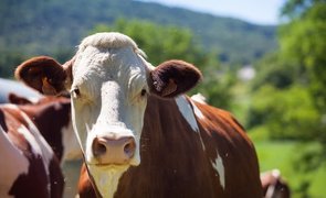 rebanho de vacas produzindo leite