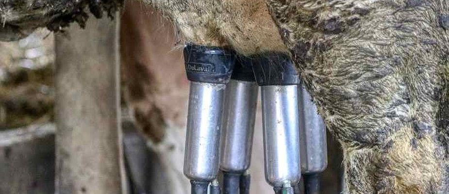 Saiba como fazer a higienização das teteiras corretamente Saiba como fazer a higienização das teteiras corretamente