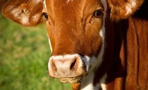 vaca_Easy Resizejpg