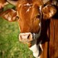 vaca_Easy Resizejpg