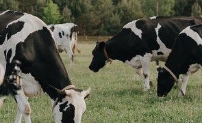 vacas pastando 2
